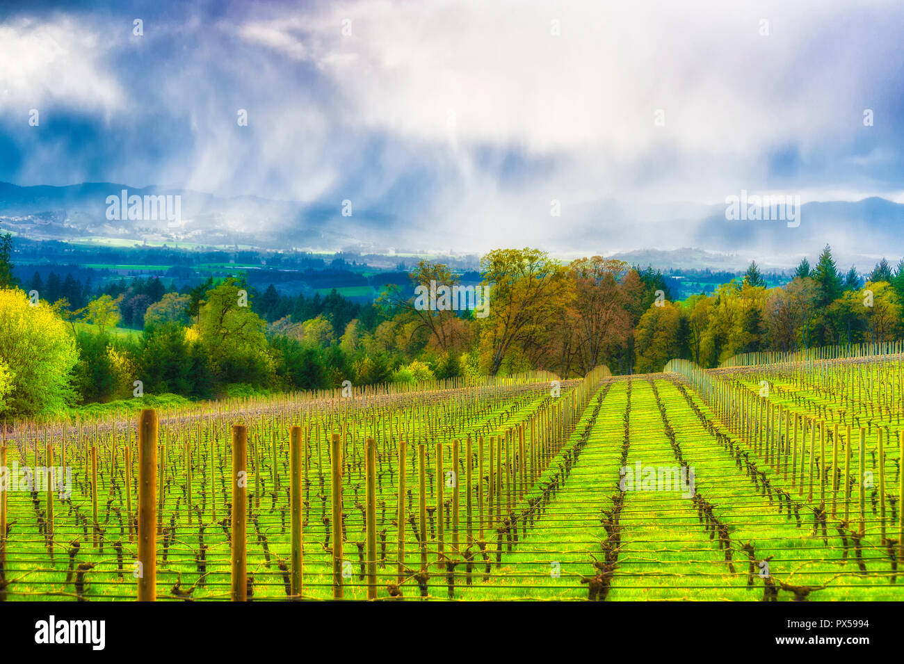 Hügel, Weinberge blicken Yamhill Valley unter Frühjahr Regen und Sonnenstrahlen. Stockfoto