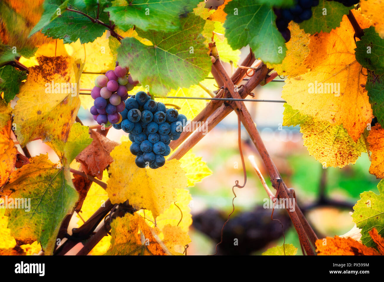 Nahaufnahme der Blätter im Herbst mit ein paar Trauben verbleibenden auf Reben im Weinberg auf der Rolling Hills in Dundee des Oregon Wine Country. Stockfoto