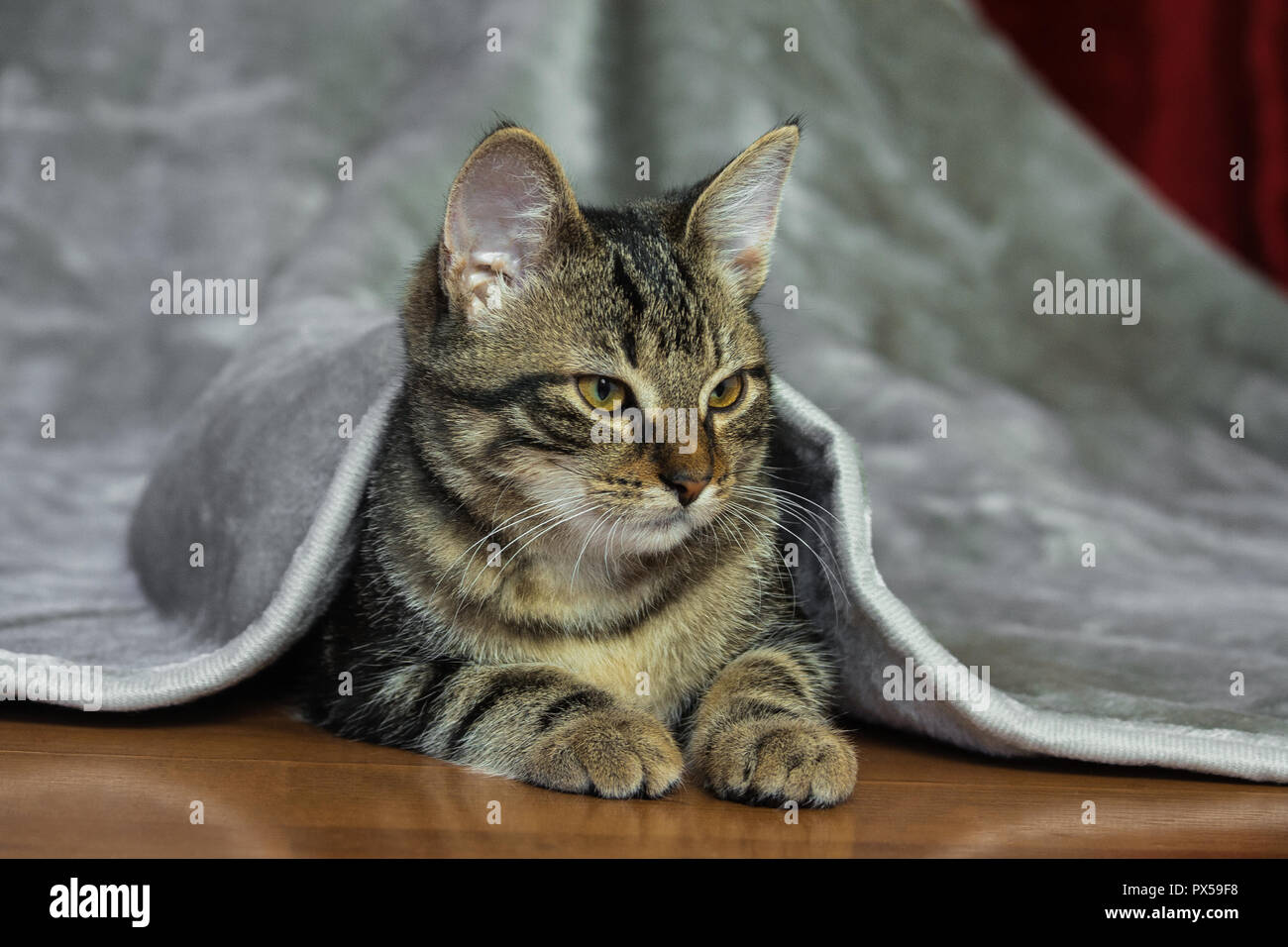 Kleine Mongrel gestreifte Katze liegt auf dem Bauch, Pfoten werden erweitert, gelb mit grünen Augen, orange Nase, Tier unter einem grauen glänzende Plaid, Stockfoto