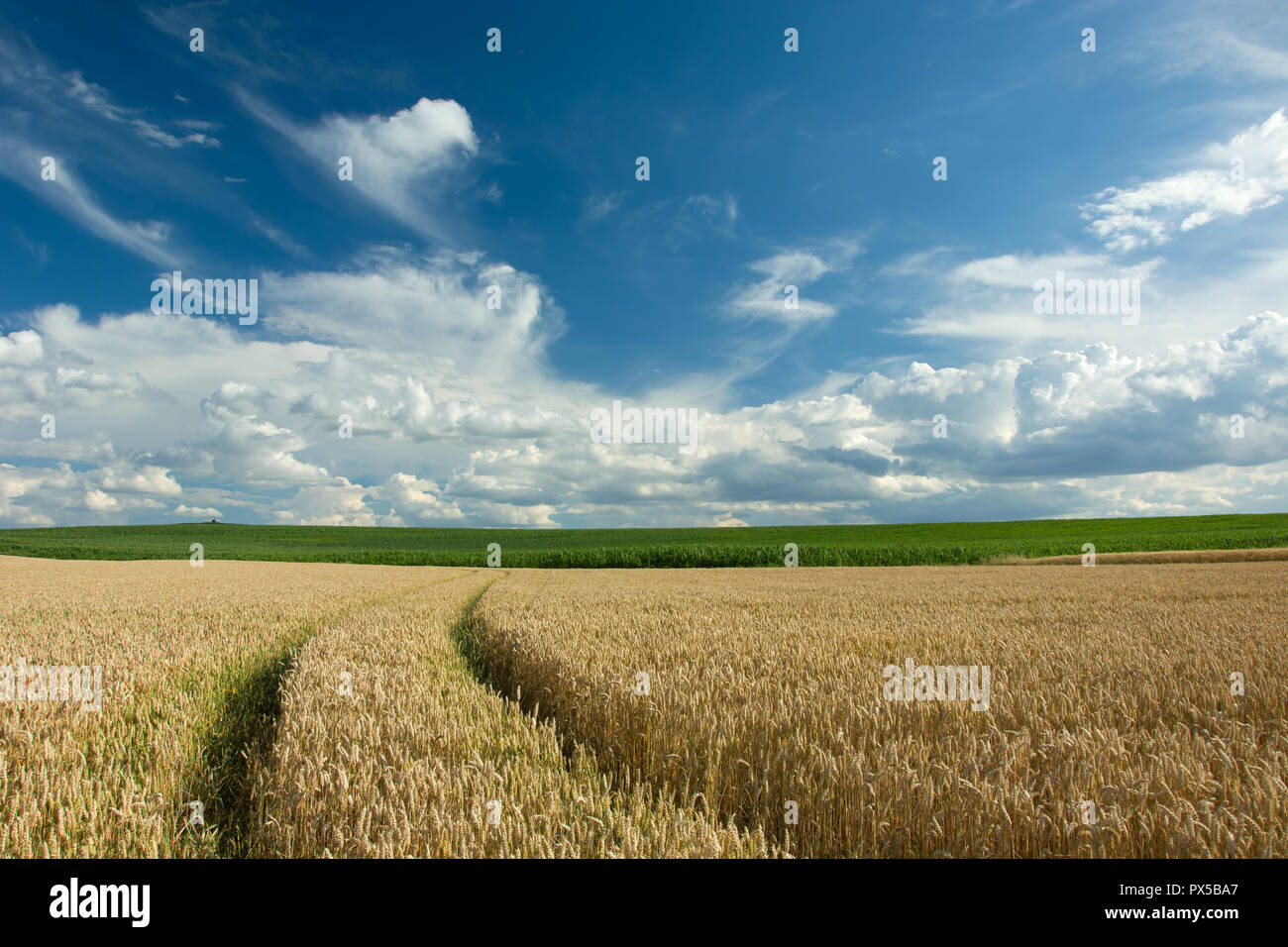 Radspuren in einem Feld von Weizen und Wolken im Himmel Stockfoto