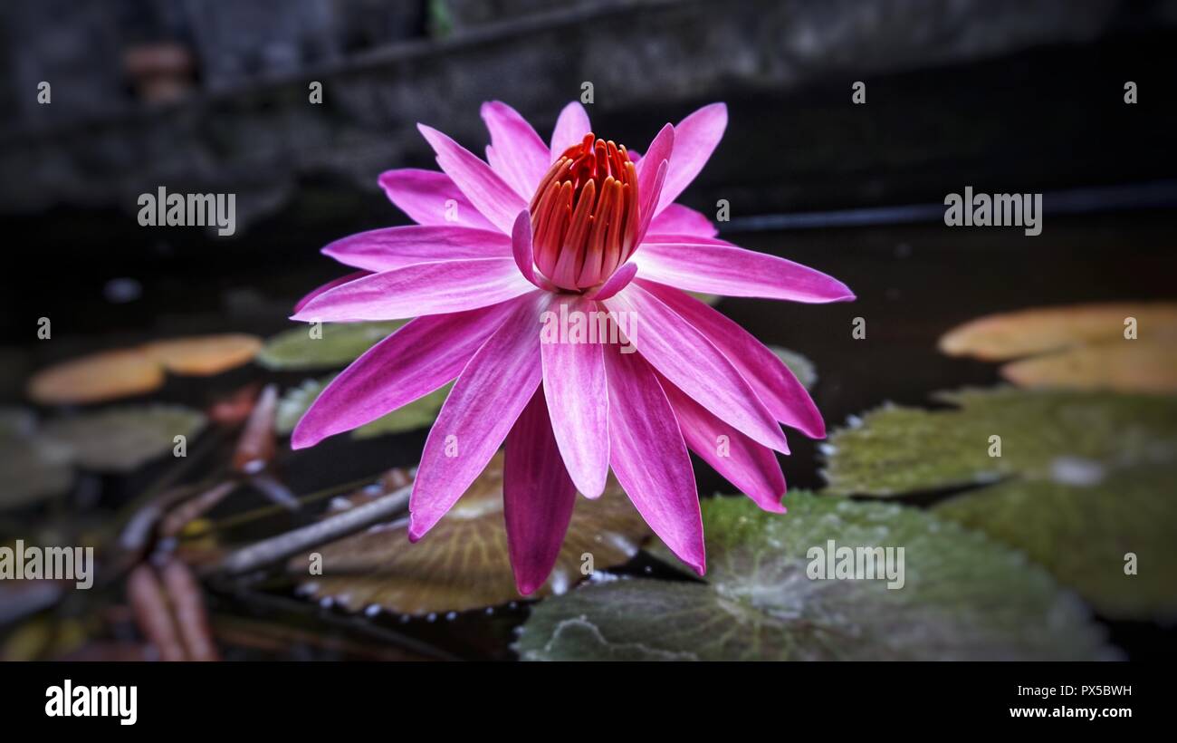 Frische Lotus Blume im Teich am Morgen Stockfoto