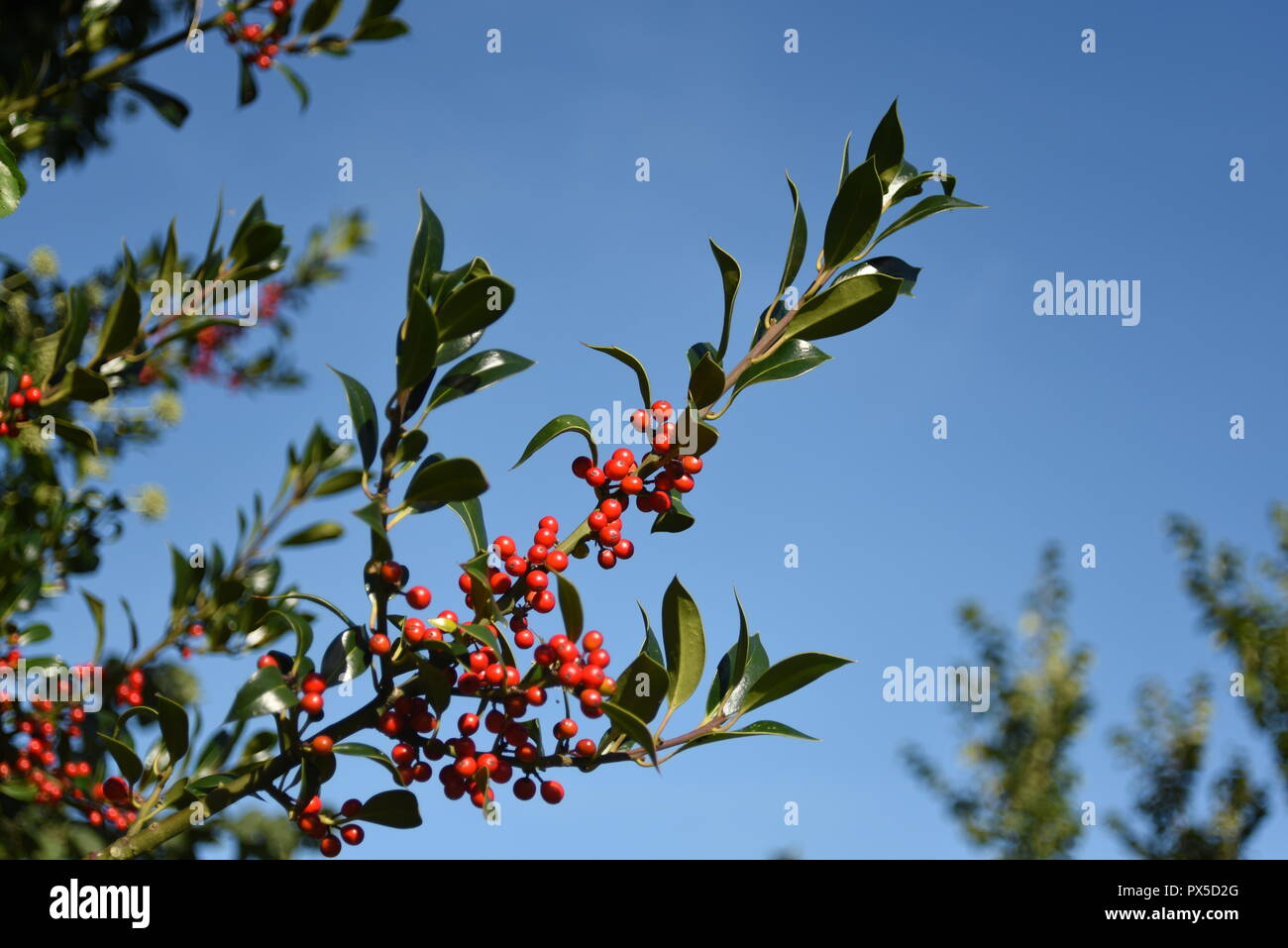 Holly Beeren Stockfoto