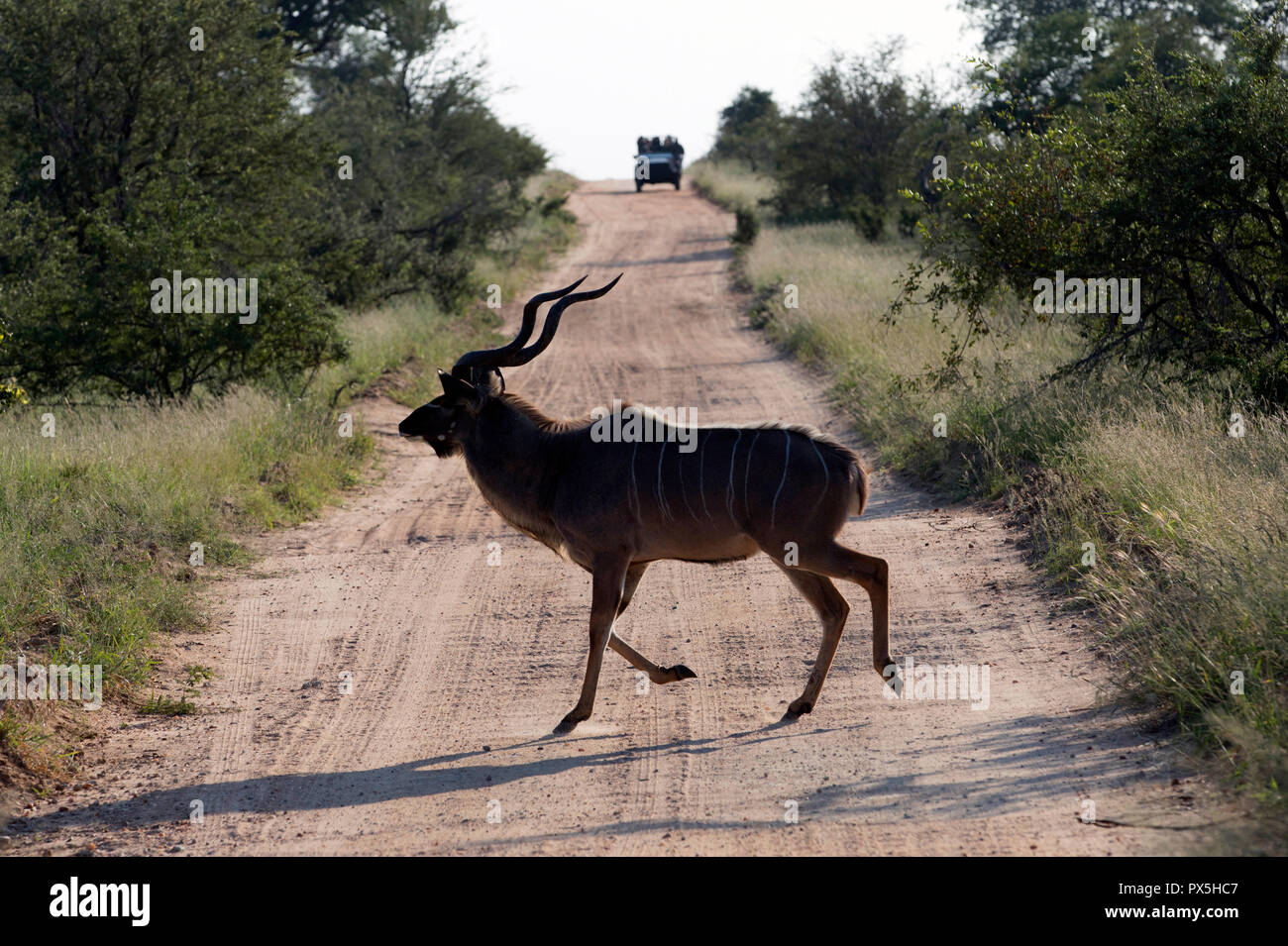 Kudu Kruger National Park. Südafrika. Stockfoto