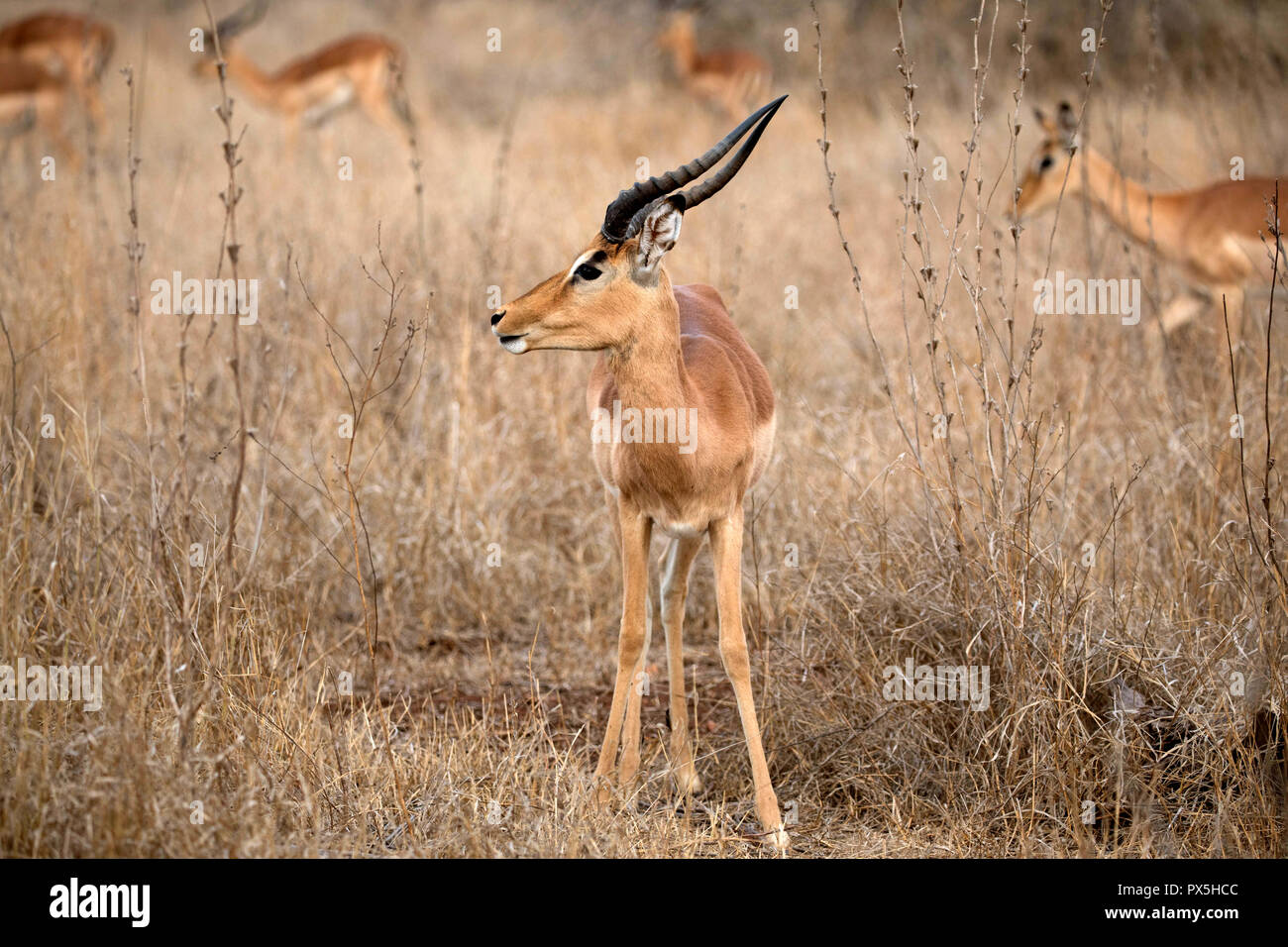 Impala. Krüger National Park. Südafrika. Stockfoto