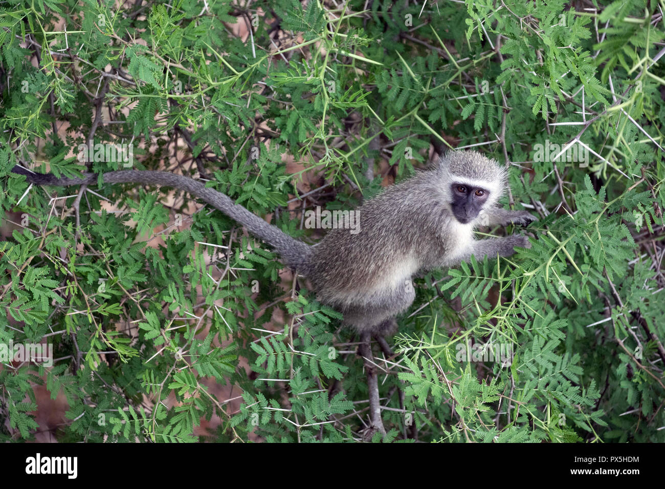 Krüger National Park. Meerkatze (Chlorocebus pygerythrus). Südafrika. Stockfoto