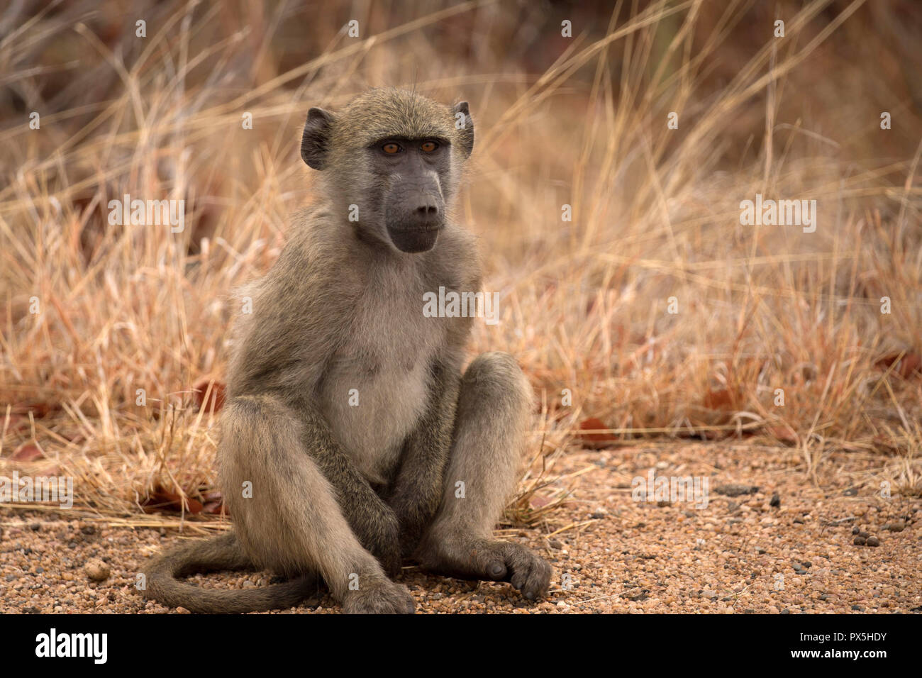 Krüger National Park. Meerkatze (Chlorocebus pygerythrus). Südafrika. Stockfoto