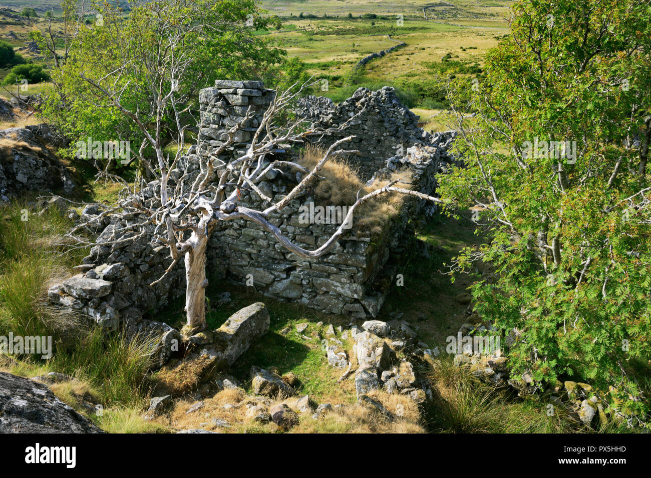 Die Ruine von hafod Fach C 17 crogloft Cottage in der Nähe von Hafod y Garreg im Hochland der östlichen Carneddau, Snowdonia, North Wales Stockfoto