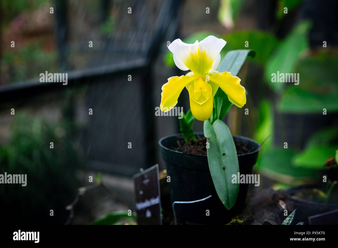 Gelbe Phragmipedium Orchideen in einem grünen Haus in Lembang, Indonesien Seltene Stockfoto