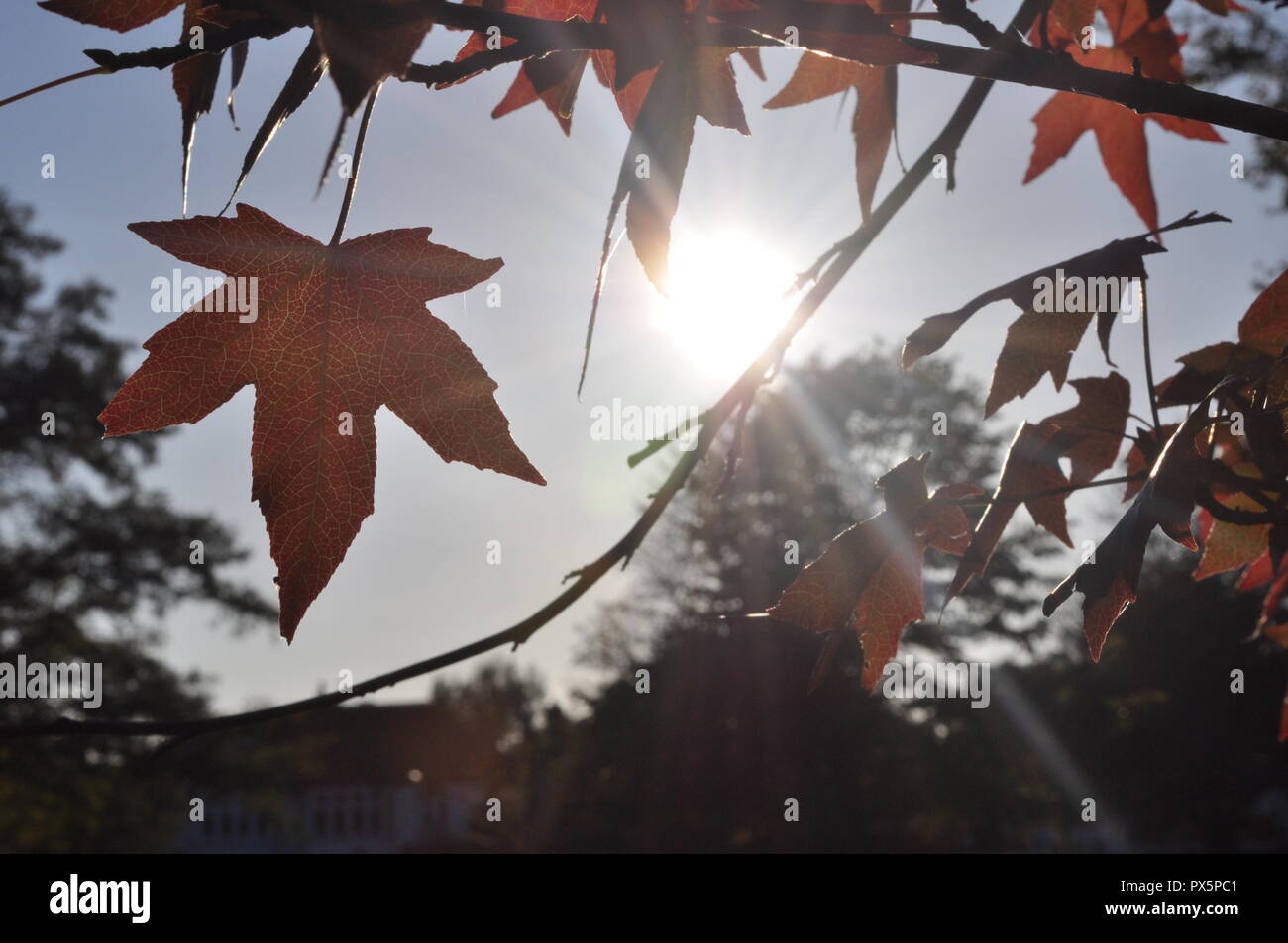 Blätter im Herbst gegen späten Nachmittag Sonne silhouetted, Platane, Ahorn/Ahorn Form Blätter Stockfoto