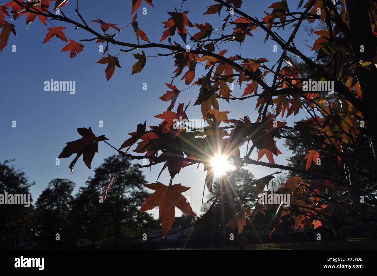 Blätter im Herbst gegen späten Nachmittag Sonne silhouetted, Platane, Ahorn/Ahorn Form Blätter Stockfoto