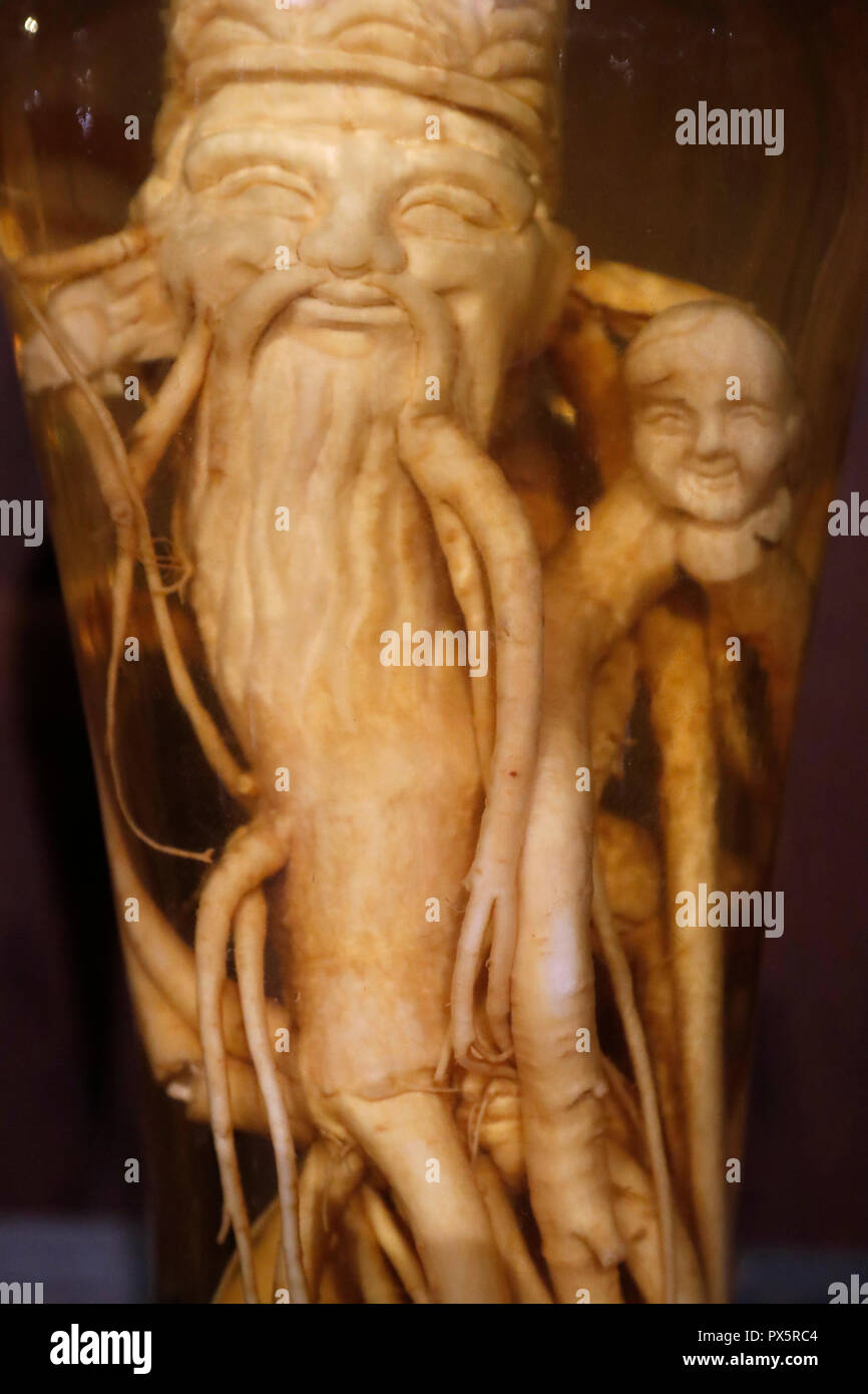 Museum der traditionellen Vietnamesischen Medizin. Flasche Ginseng Wurzel geschnitzt in Alkohol. Apotheke. Ho Chi Minh City. Vietnam. Stockfoto