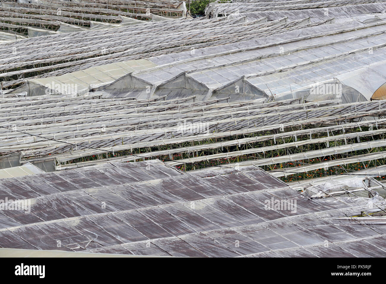 Organische hydroponic vegetable Farm. Frau mit Blumen Zeilen im Gewächshaus. Dalat. Vietnam. Stockfoto