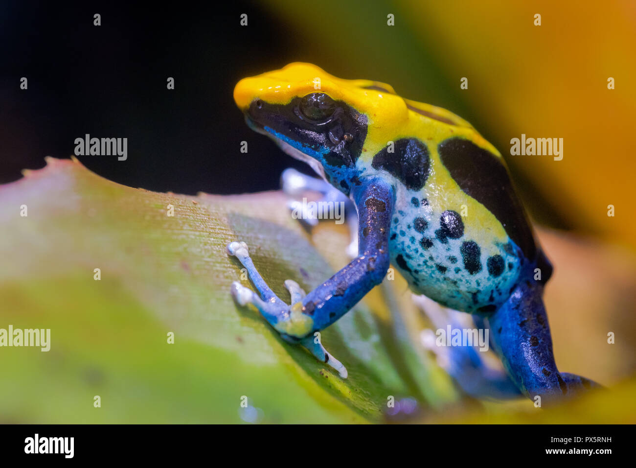 Färben dart Frog, giftige tropischen Frosch. Stockfoto