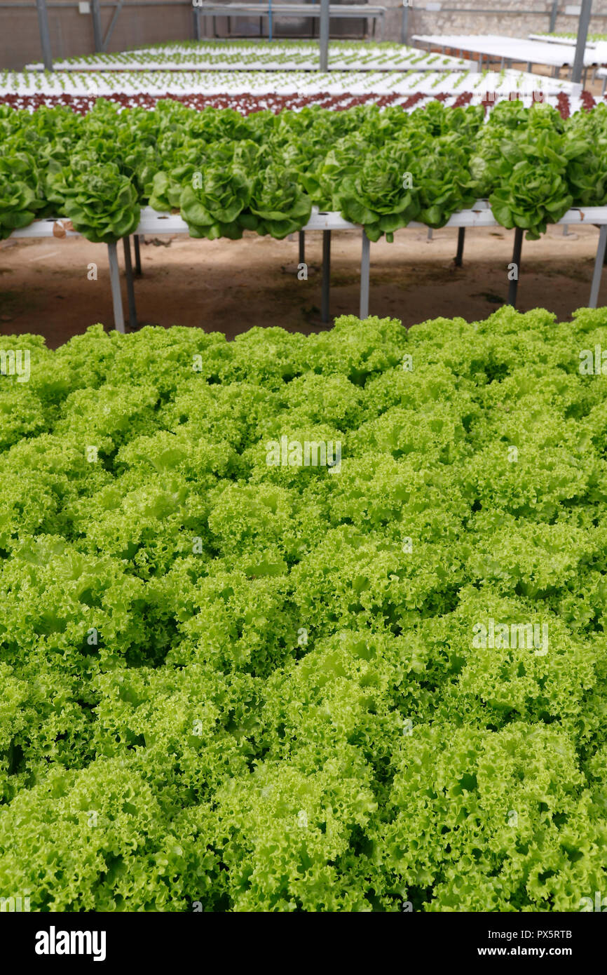 Organische hydroponic vegetable Farm. Kopfsalat Zeilen im Gewächshaus. Dalat. Vietnam. Stockfoto