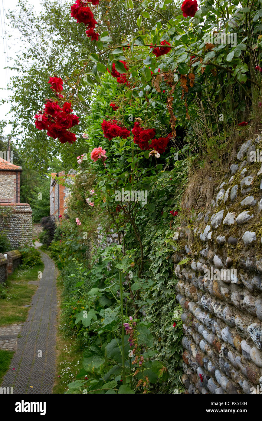 Wandern rote Rosen wachsen über einen Stein Wand neben Fußweg an cley Next Das Meer, Norfolk, England Stockfoto
