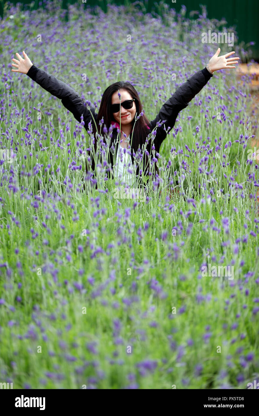 Glückliche Frau in lila Feld. Dalat. Vietnam. Stockfoto