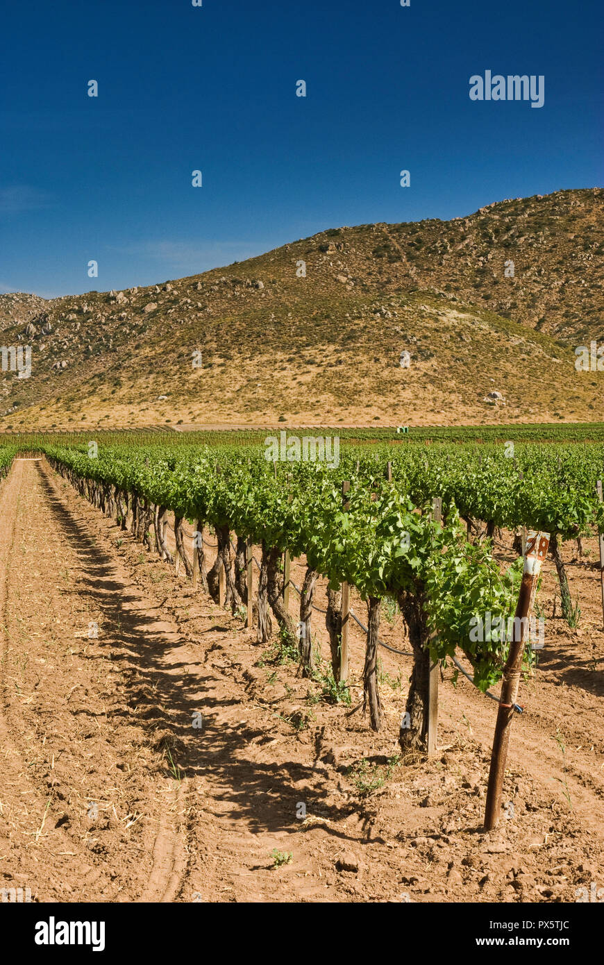 Weinberg im Valle de Guadalupe, Ruta del Vino, Baja California, Mexiko
