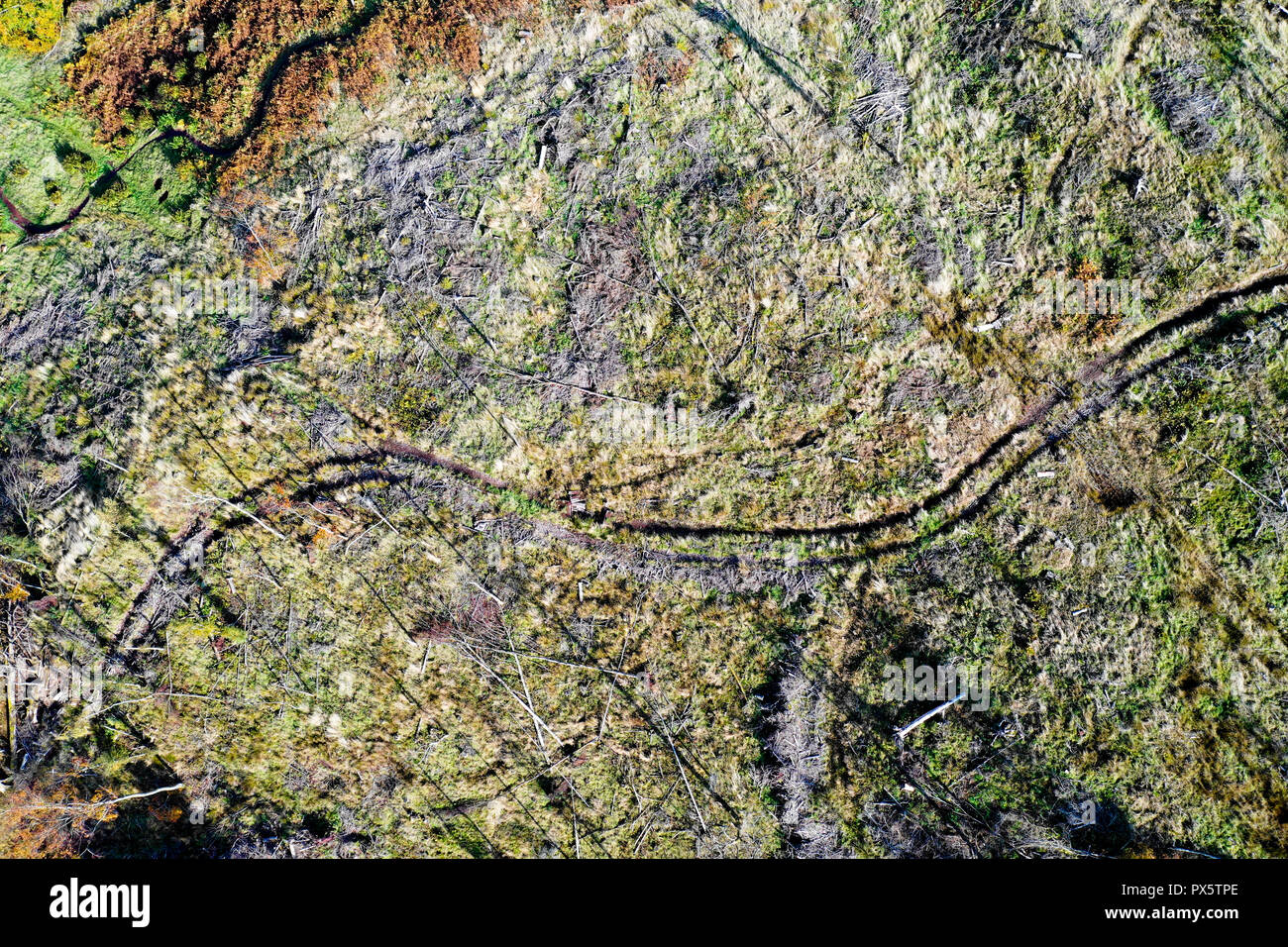 Antenne drone Ansicht gelöscht Forstwirtschaft mit stehendes Totholz Stockfoto