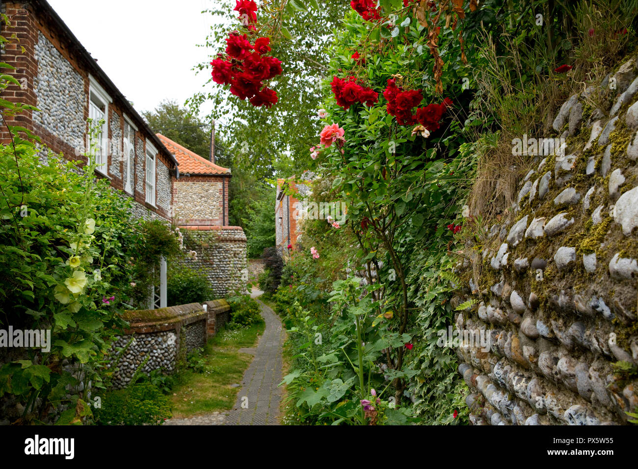Wandern rote Rosen wachsen über einen Stein Wand neben Fußweg an cley Next Das Meer, Norfolk, England Stockfoto