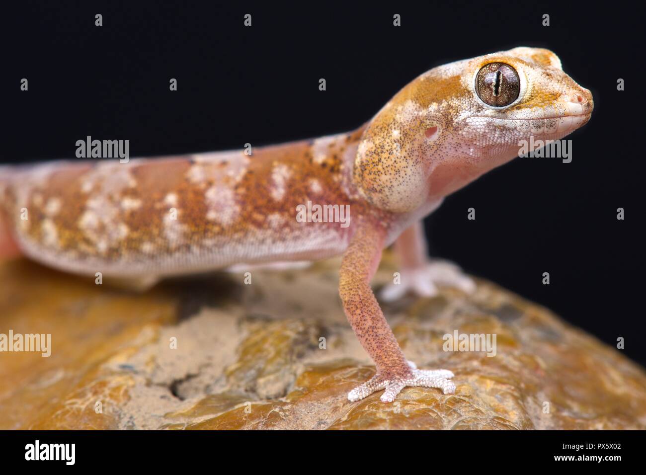 Quarz Gecko (Pachydactylus latirostris) Stockfoto
