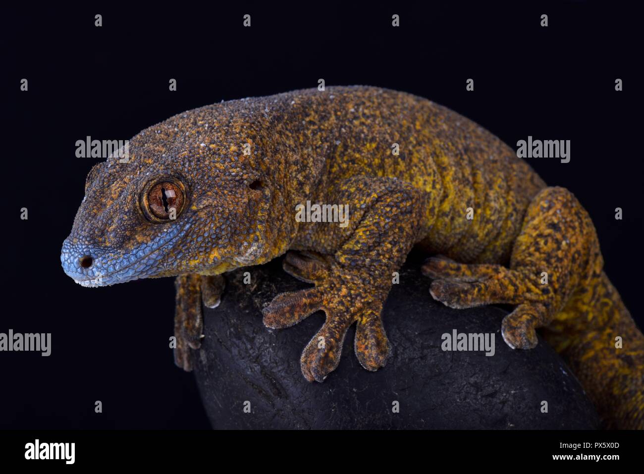 Die riesigen bronzenen Gecko (Ailuronyx trachygaster) ist eine rätselhafte Spezies selten Aufgrund seiner Vorliebe für die verbleibenden hoch über dem Boden gesehen, und auch Stockfoto