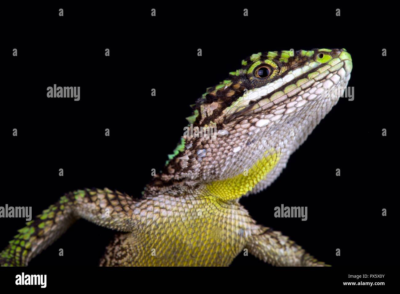 Chinesische baum Drache (Japalura splendida) Stockfoto