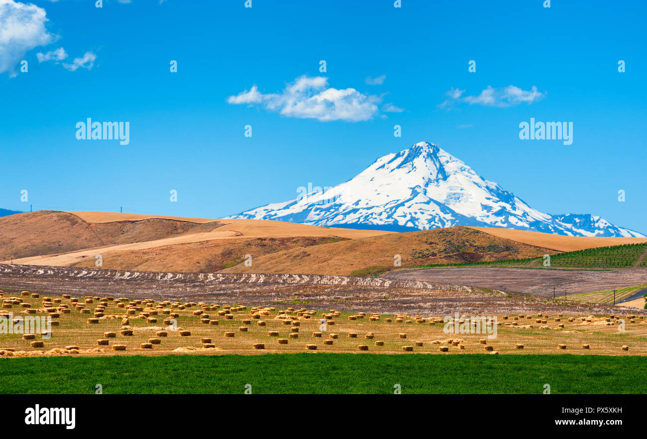 Mt. Haube Webstühle im Hintergrund, während Sie Felder von Korn und Kautionen von Heu in Luzerne Feld in Dufur, Oregon verlegen Stockfoto