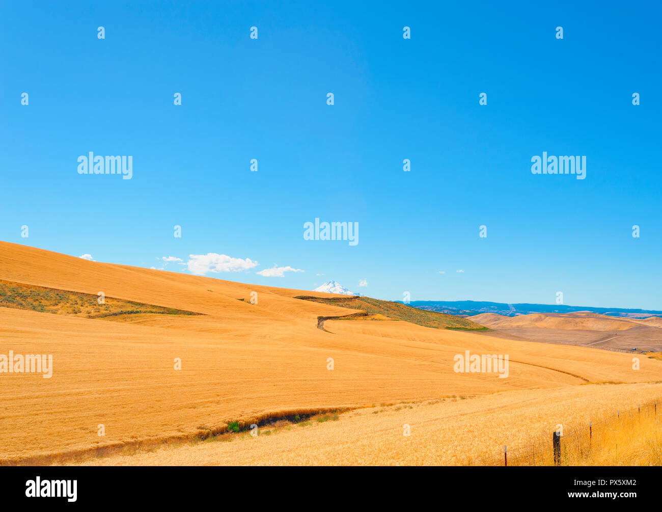 Rolling Korn Felder in der Nähe von Dufur, Oregon. Mt Hood kann im Hintergrund gesehen werden. Stockfoto