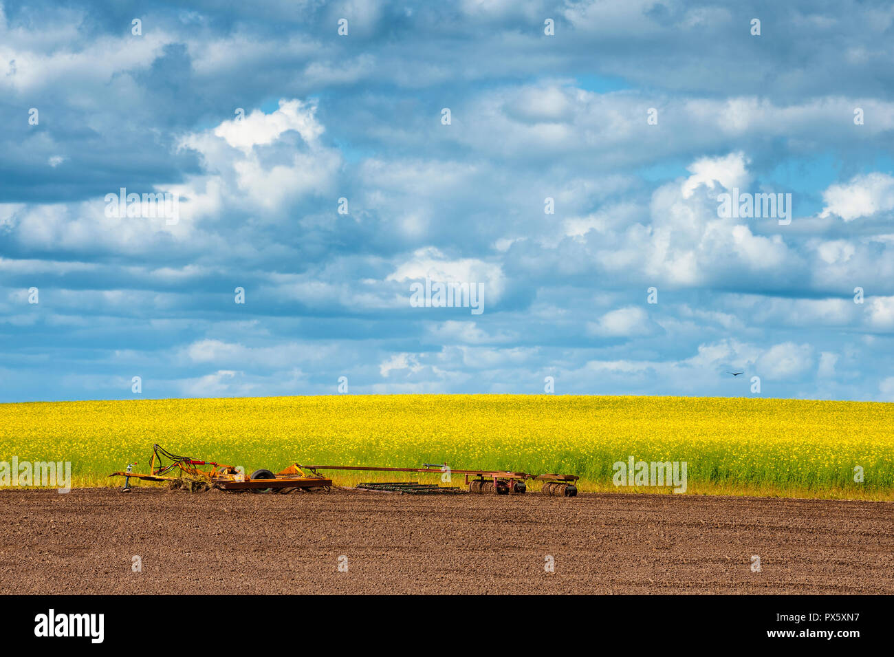 Landwirtschaft Bereich der Raps eine schöne kontrastierende Farbe und Textur gegen den bewölkten Himmel. Ein freistehender Bauernhof implementieren sitzt zwischen Stockfoto