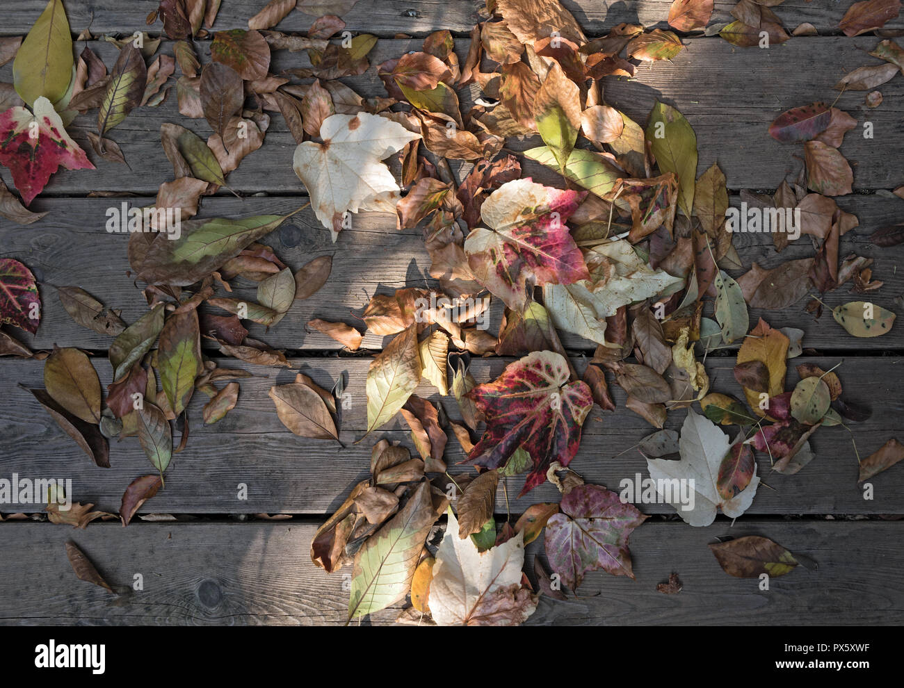 Bunte Blätter im Herbst auf braunen Holzplanken. Stockfoto