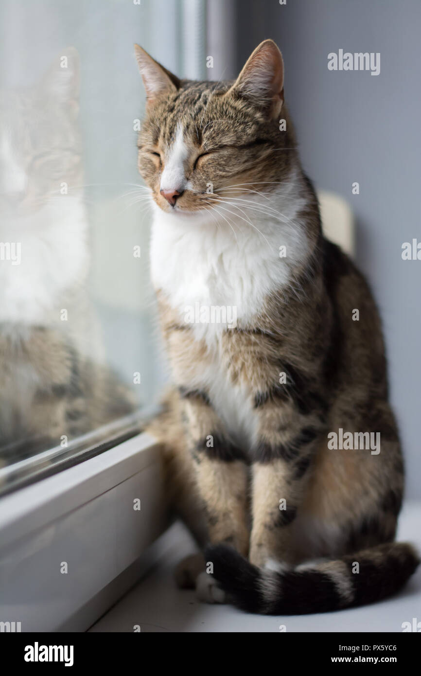 Schwarz, Beige und Weiß Katze sitzt auf der Fensterbank mit geschlossenen Augen, Teil seiner Reflexion im Glas sichtbar Stockfoto