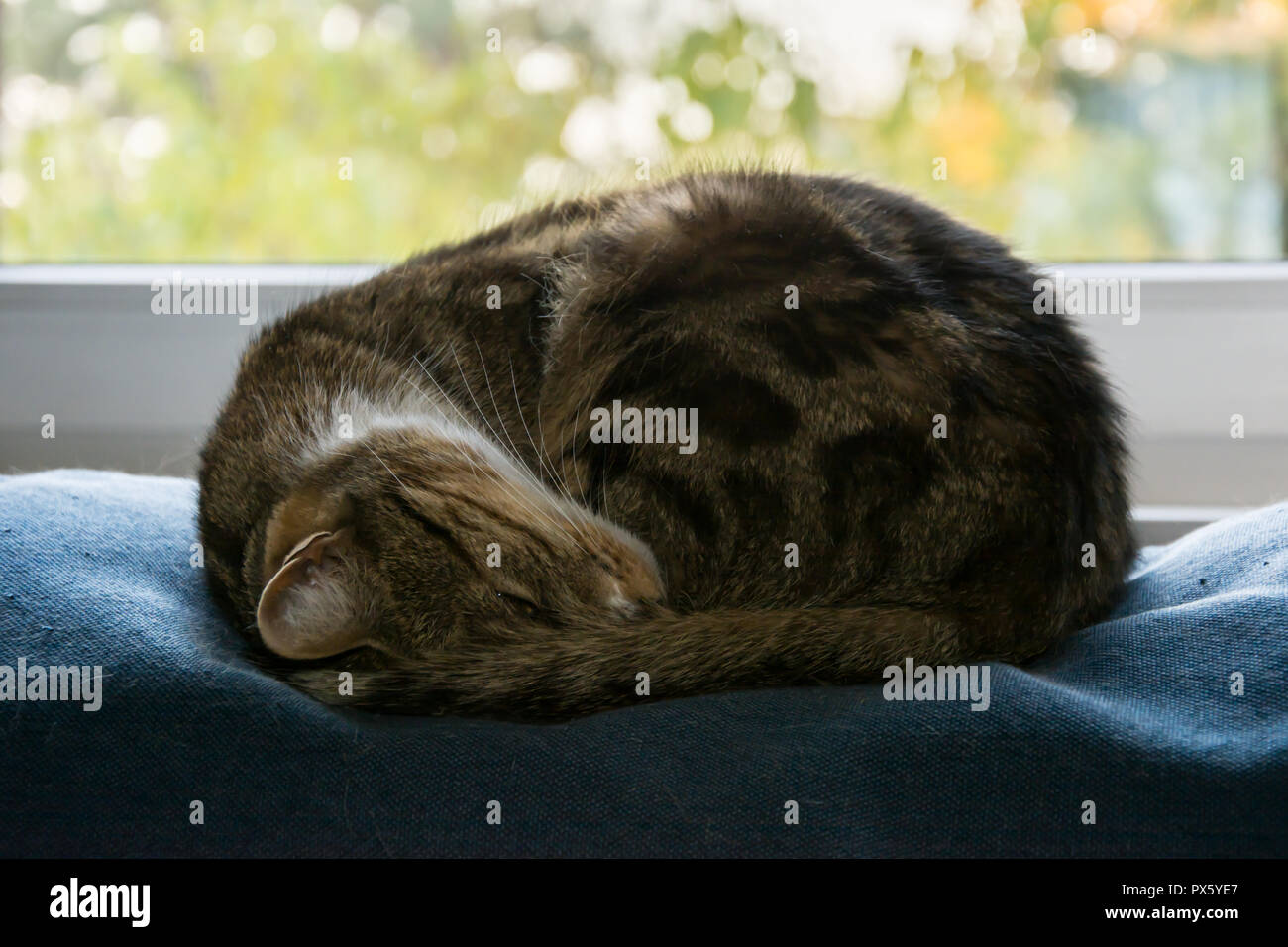 Schwarz Beige Und Weiß Katze Zusammengerollt Und Schlief
