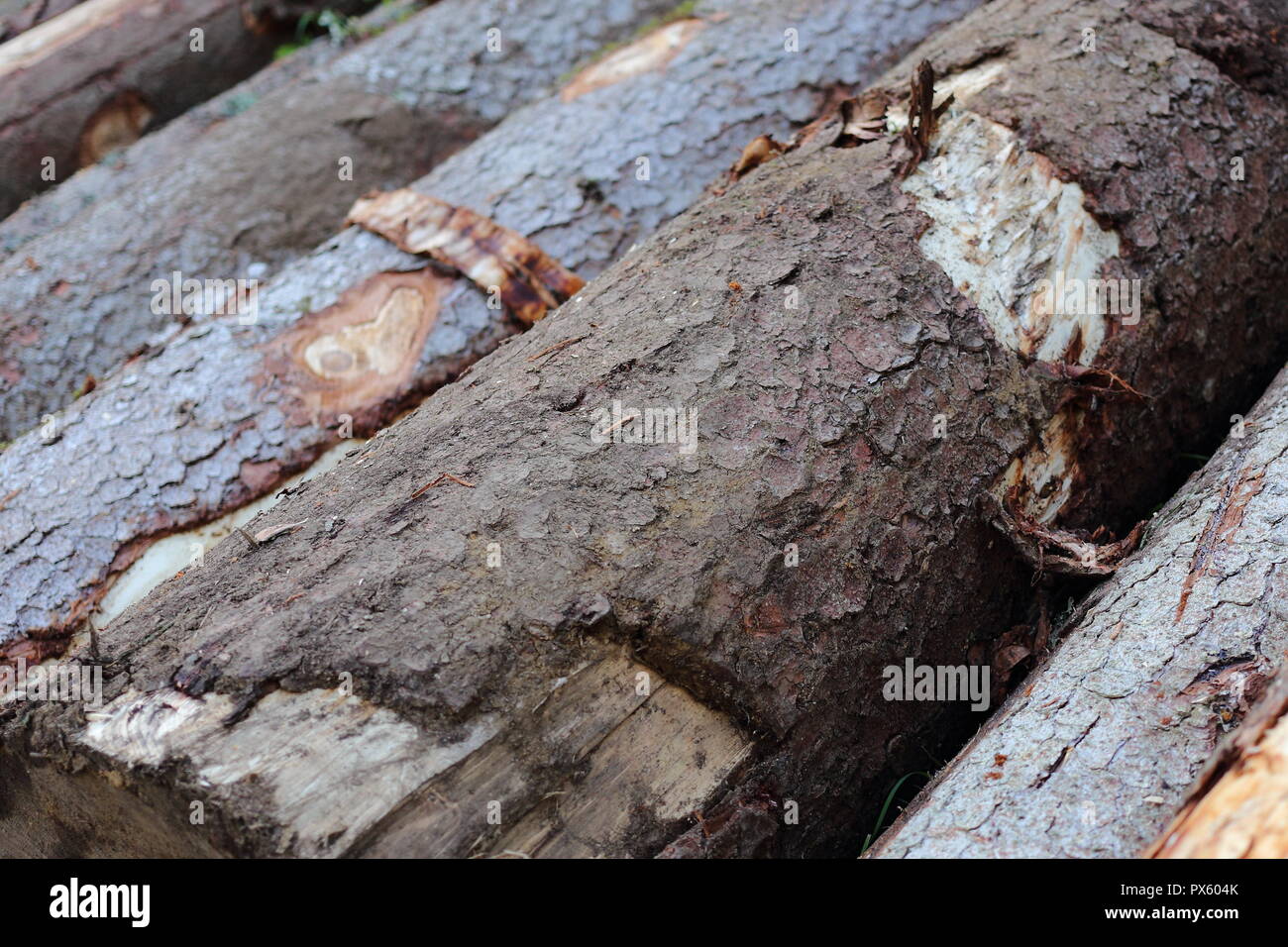 Frisch Trunks schneiden. Foto in Castel Covati, Brescia, Lombardei, Italien. Stockfoto