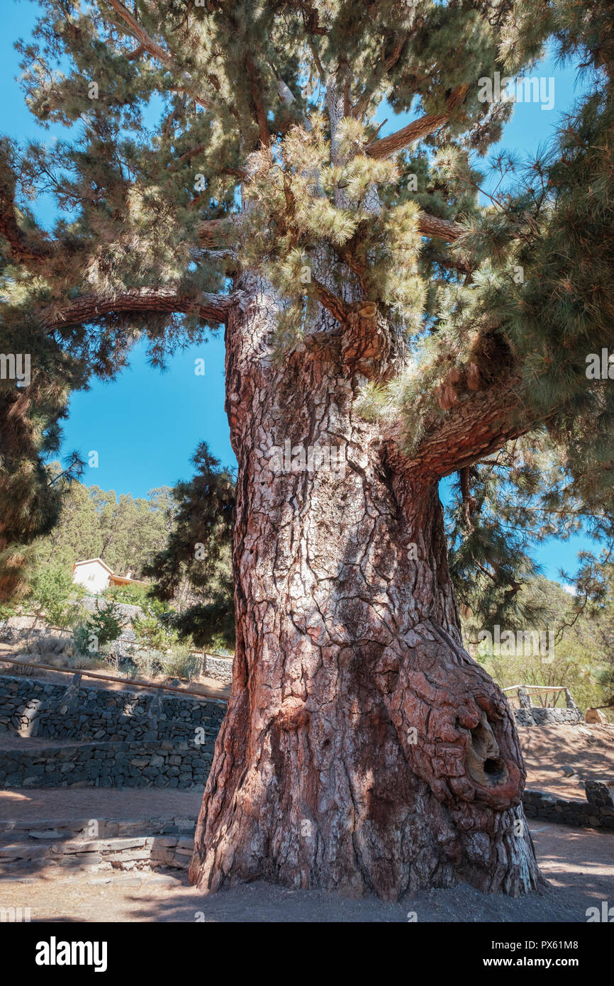 Riesige Pine Tree Trunk (El Pino Gordo) Stockfoto