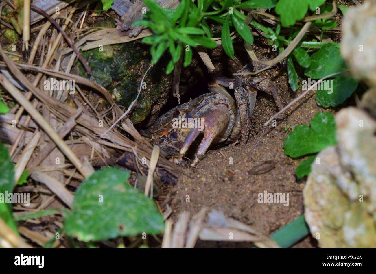 Maltesischen Süßwasser-Krabben, Potamon fluviatile, schlammigen graben Nest, Krallen für die Verteidigung gegen Eindringlinge. bedroht seltene Krabbe auf den Maltesischen Inseln gefunden Stockfoto