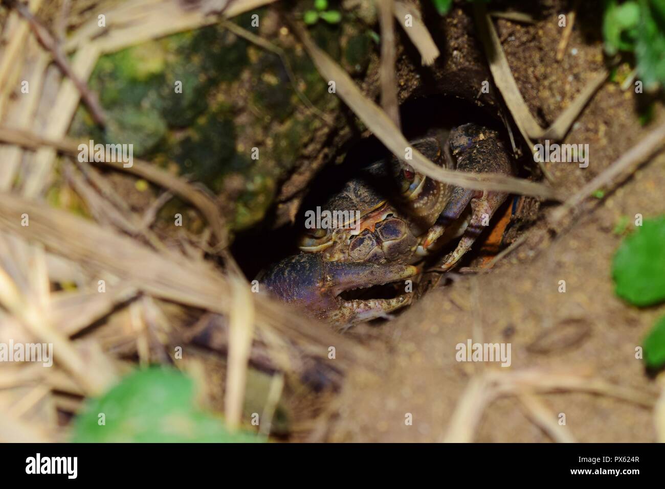 Maltesischen Süßwasser-Krabben, Potamon fluviatile, schlammigen graben Nest, Krallen für die Verteidigung gegen Eindringlinge. bedroht seltene Krabbe auf den Maltesischen Inseln gefunden Stockfoto