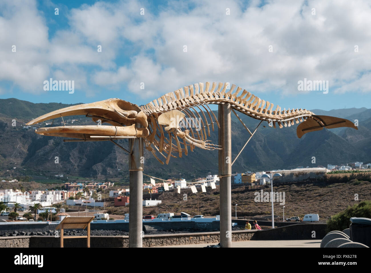 Wal Skelett auf Teneriffa, Kanarische Inseln Stockfoto