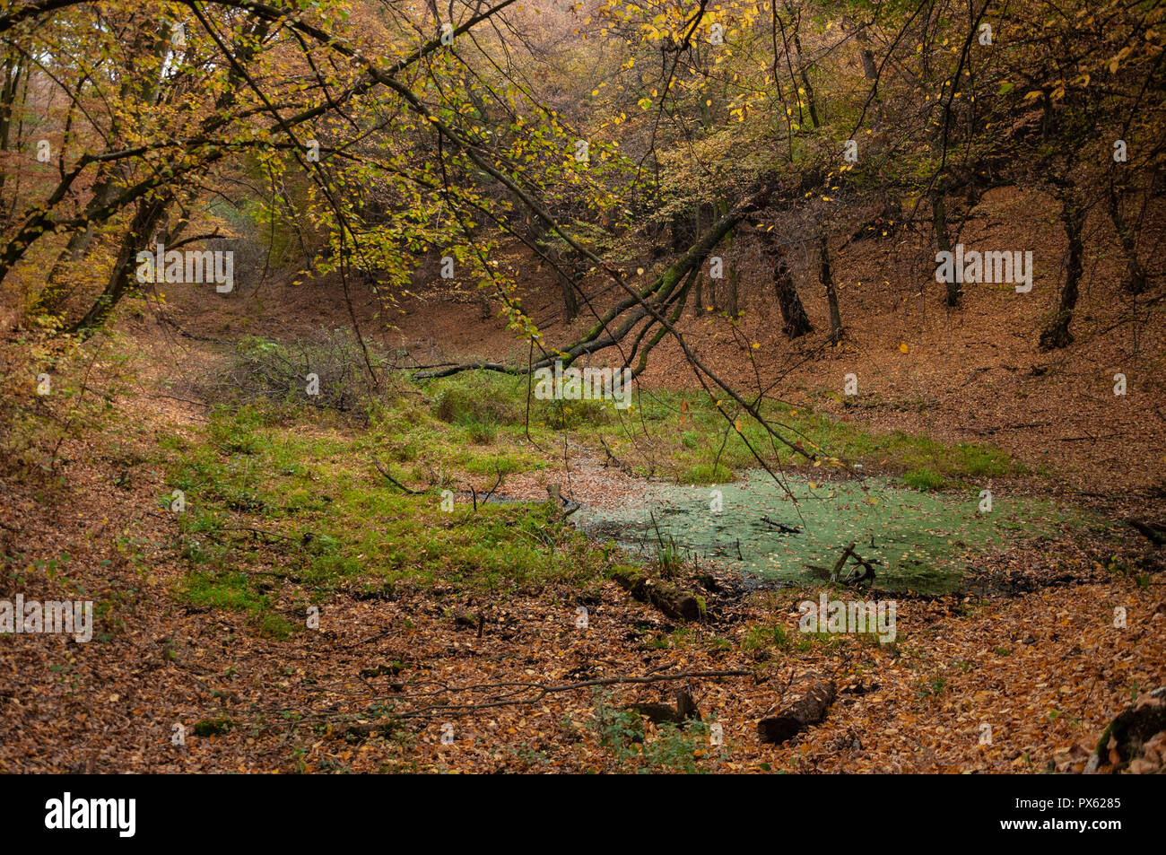 Wald fantasy Sumpf Stockfoto