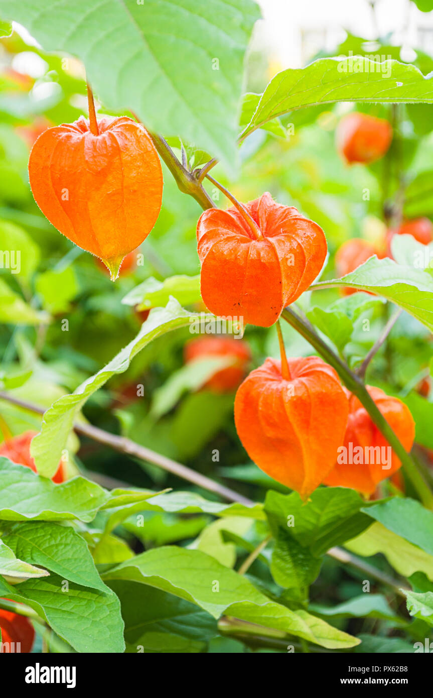 Physalis Pflanzen Oder Chinesische Laterne Pflanzen In