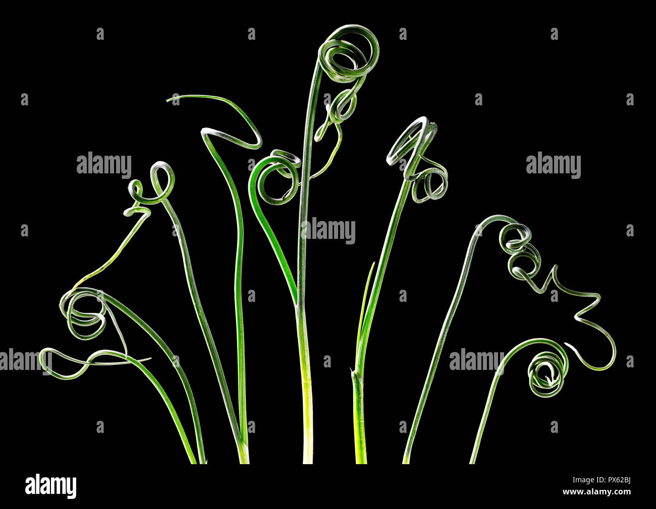 Gewellte Blätter von wilden Zwiebeln (Allium canadense). Anlage gilt als ein Unkraut von vielen garneners. Stockfoto