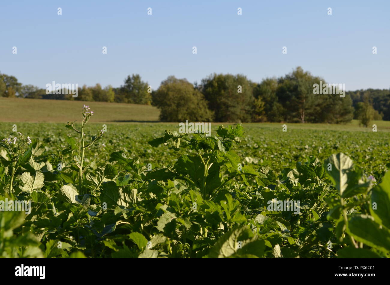 Grünes Feld und Wiese unter blauem Himmel in der Natur, Wald und Landwirtschaft im Herbst wächst, in Deutschland im Jahr 2018 fotografiert. Stockfoto
