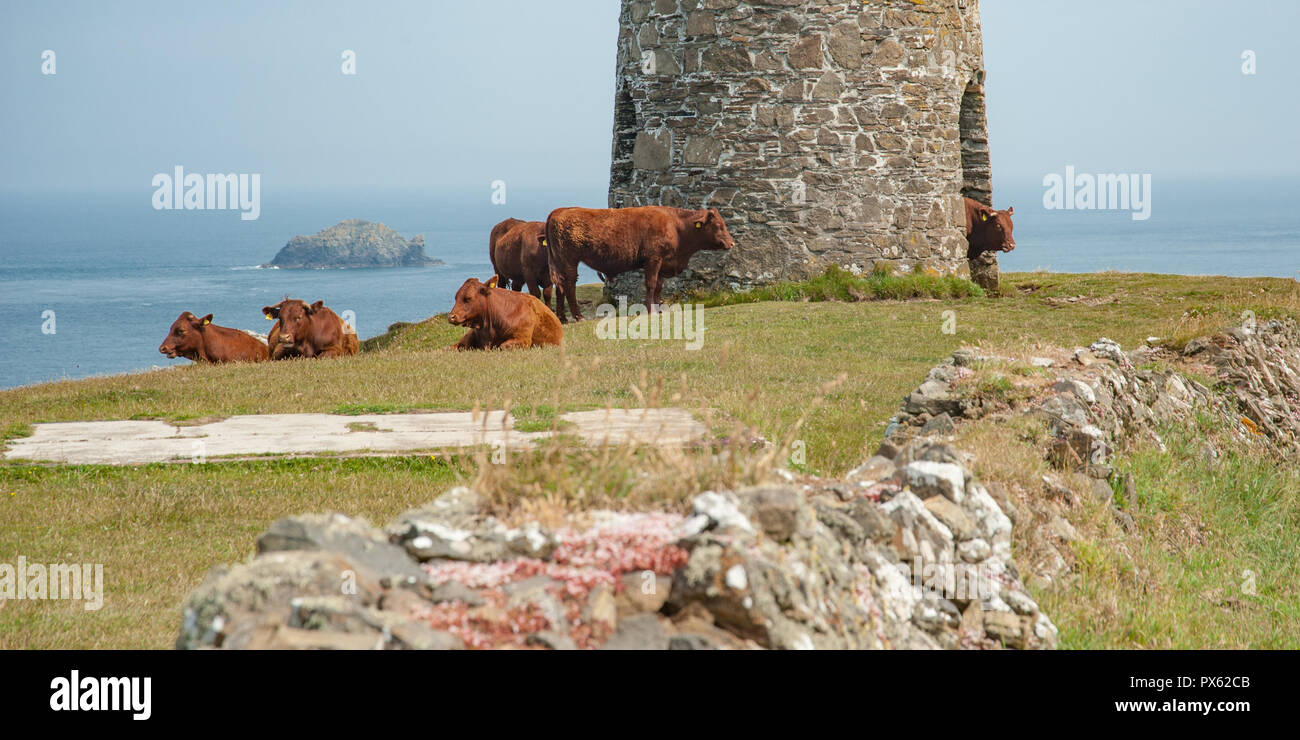 Herde der braune Kühe auf die Weide und in Padstow, England mit Blick auf das Meer und den alten steinernen Leuchtfeuer Turm Stockfoto