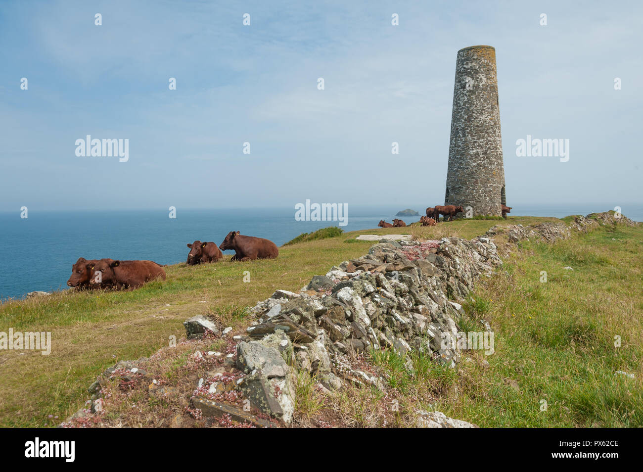 Herde der braune Kühe auf die Weide und in Padstow, England mit Blick auf das Meer und den alten steinernen Leuchtfeuer Turm Stockfoto