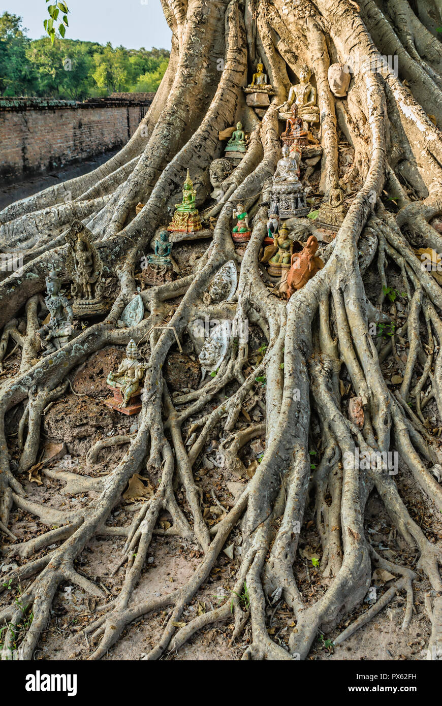 Heiliger Bodhi-Baum am Wat Sri Sawai, Sukhothai, Thailand Stockfoto