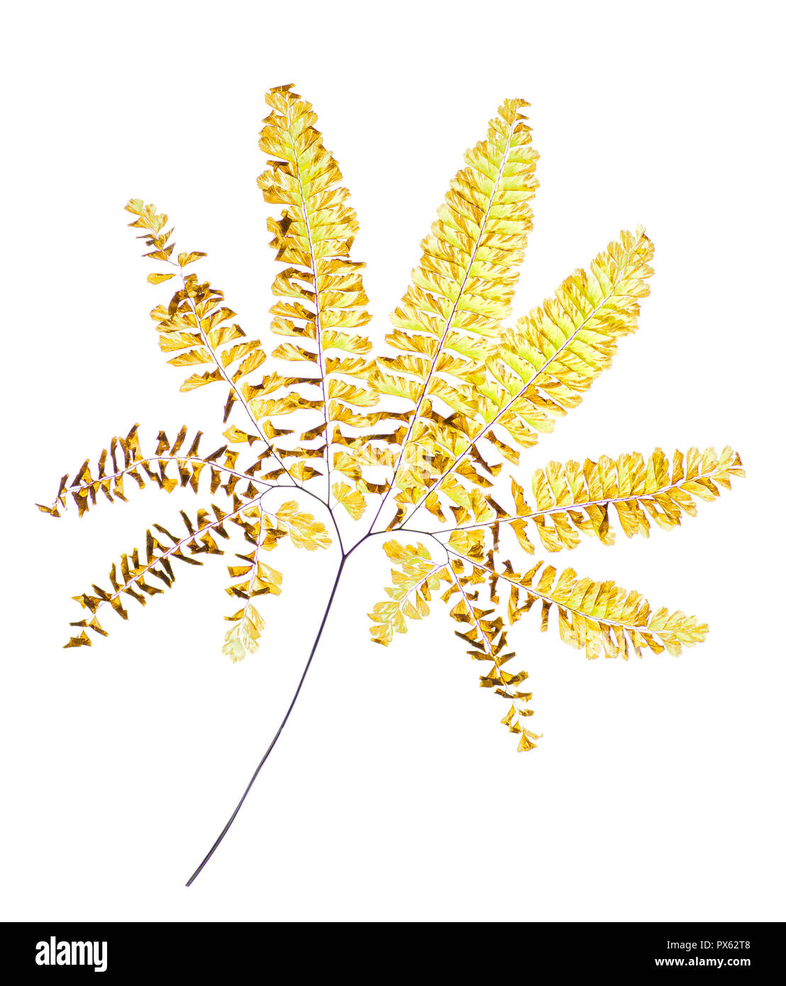Wedel der Nördlichen maidenhair fern (Adiantum pedatum) Mitte November in Central Virginia. Stockfoto