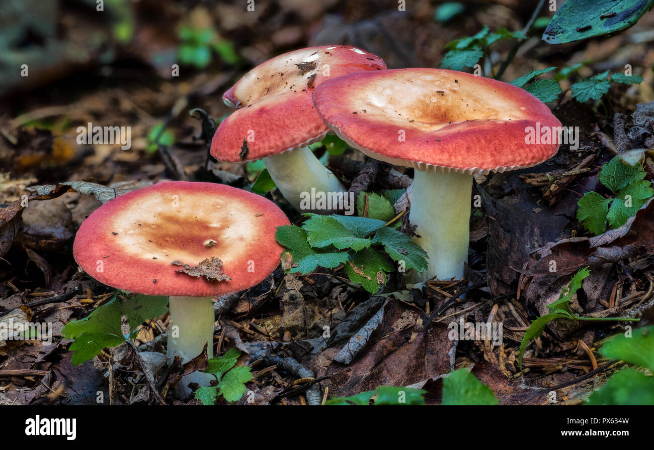 Drei psathyrella Pilze wachsen auf Waldboden in West Virginia Bergen im späten September. Stockfoto