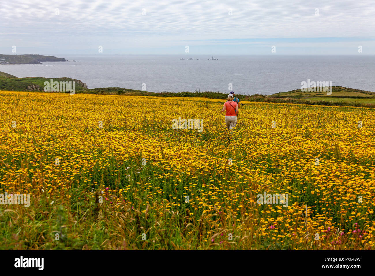 Zwei Frauen gehen durch gelber Mais Ringelblume (Glebionis segetum) Blumen in einem Feld von St. Just in Penwith, Cornwall, England, Großbritannien Stockfoto