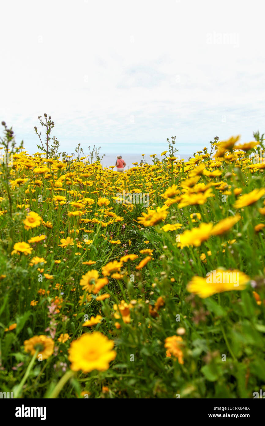 Zwei Frauen gehen durch gelber Mais Ringelblume (Glebionis segetum) Blumen in einem Feld von St. Just in Penwith, Cornwall, England, Großbritannien Stockfoto