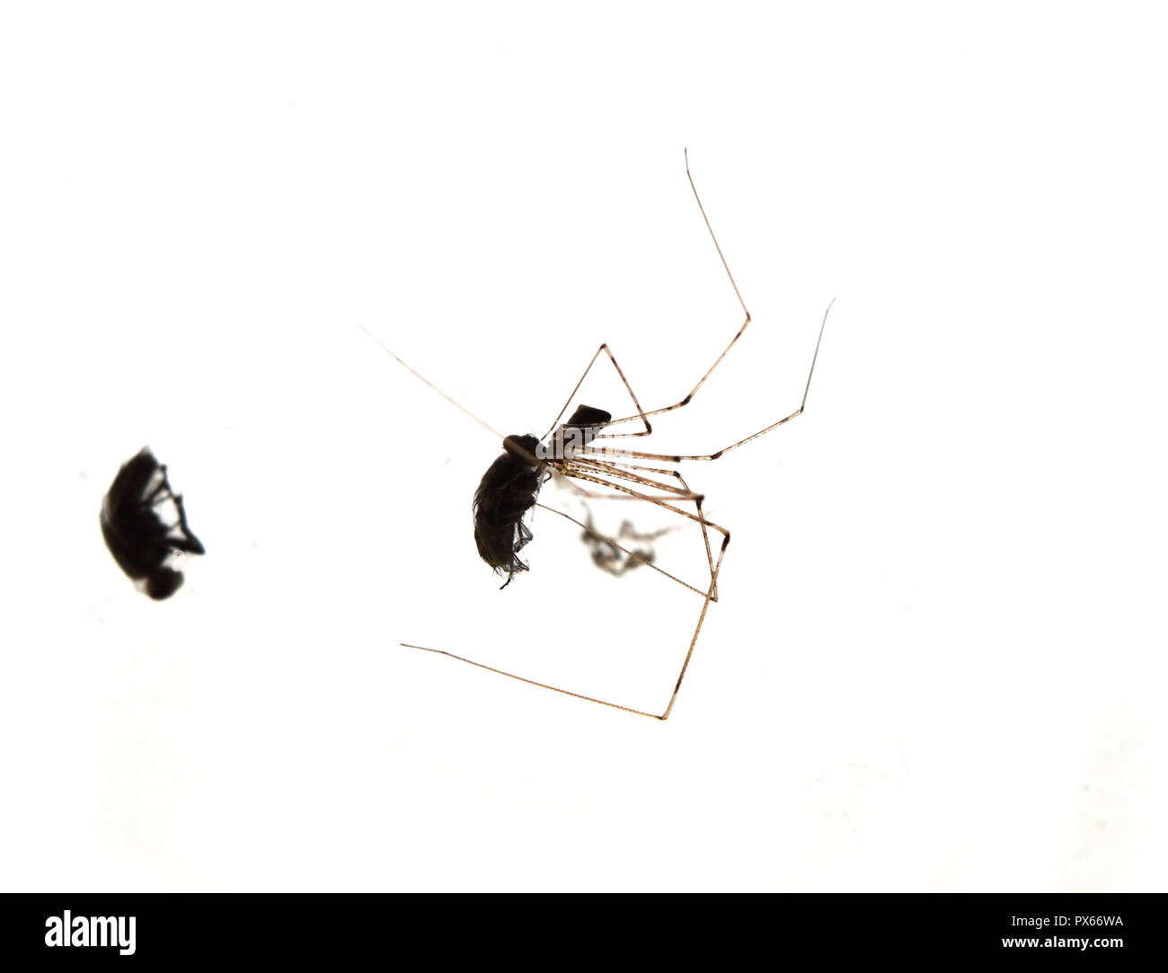 Tödliche Kuss von insect Hunter, Spider essen eine Fliege im Spinnennetz auf weißem Hintergrund eingeschlossen, Leben geht schief und endet mit schweren Schäden Stockfoto