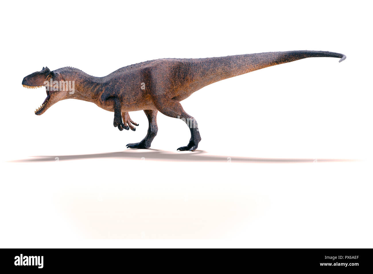 3d-Allosaurus rendern auf weißem Hintergrund Stockfoto